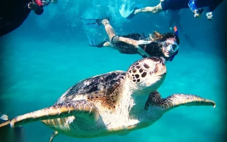 Abu Dabbab Sea Turtle Snorkeling Trip in Marsa Alam