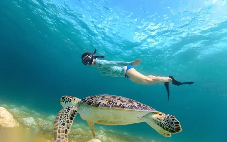 Abu Dabbab Sea Turtle Snorkeling Trip in Marsa Alam — view 2