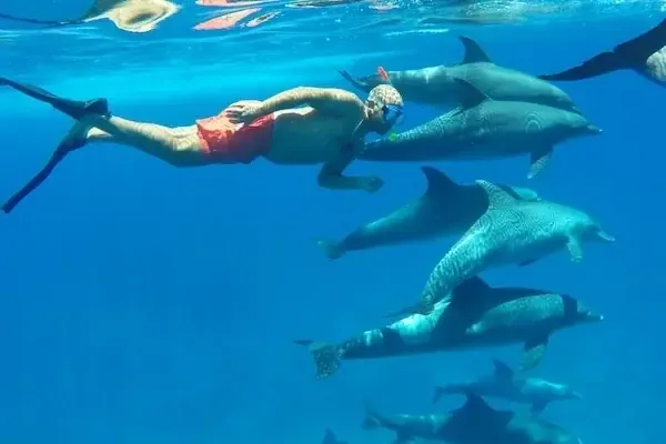 Beste Delfin-Familienaktivitäten in Hurghada — view 2