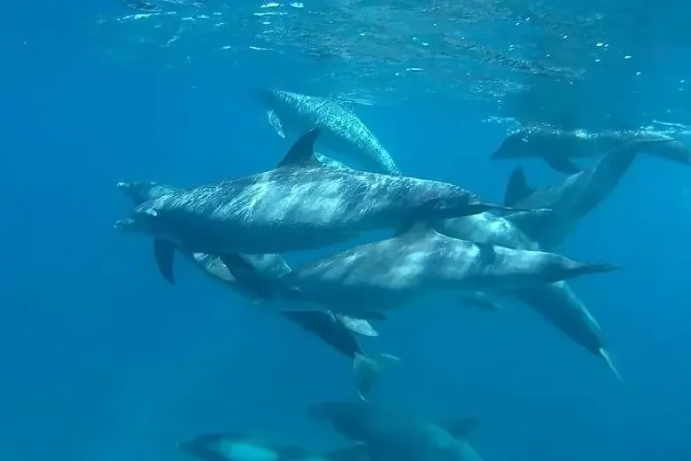 Dolphin House Snorkeling Group Tour Hurghada in Hurghada