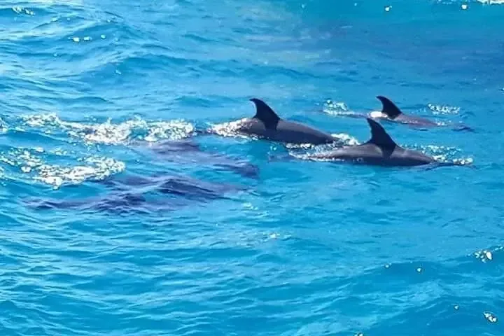 Dolphin House Snorkeling Group Tour Hurghada in Hurghada — view 4