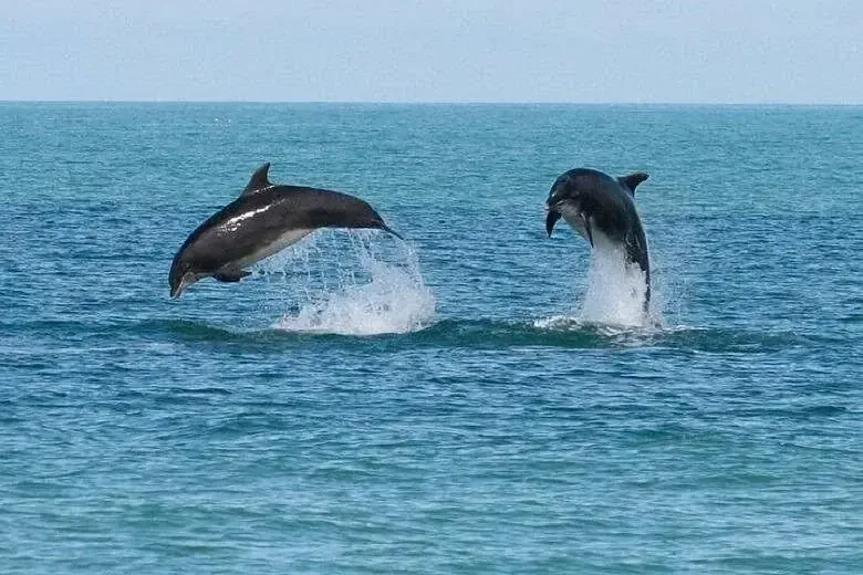 Dolphin House Snorkeling Group Tour Hurghada in Hurghada — view 5