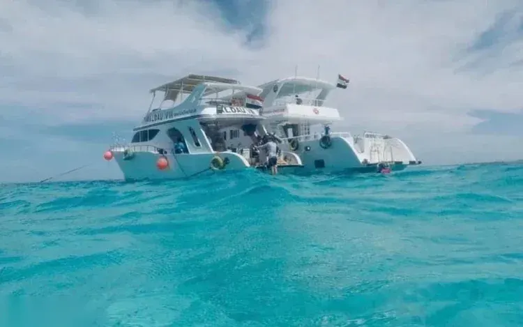 Dolphin Reef Snorkeling Tour — Snorkeling & Diving in Hurghada