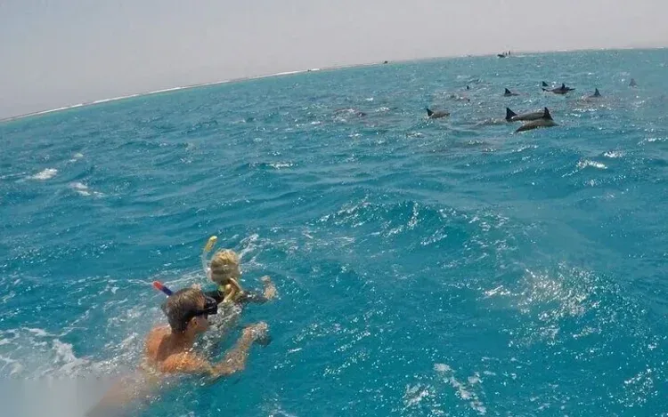 Dolphin Snorkeling Excursion in Hurghada