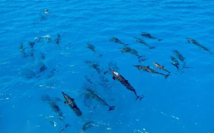 Dolphin Snorkeling Excursion in Hurghada — view 2