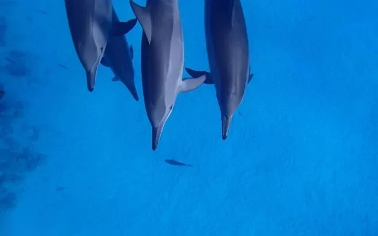 Dolphin Snorkeling Excursion in Hurghada — view 3