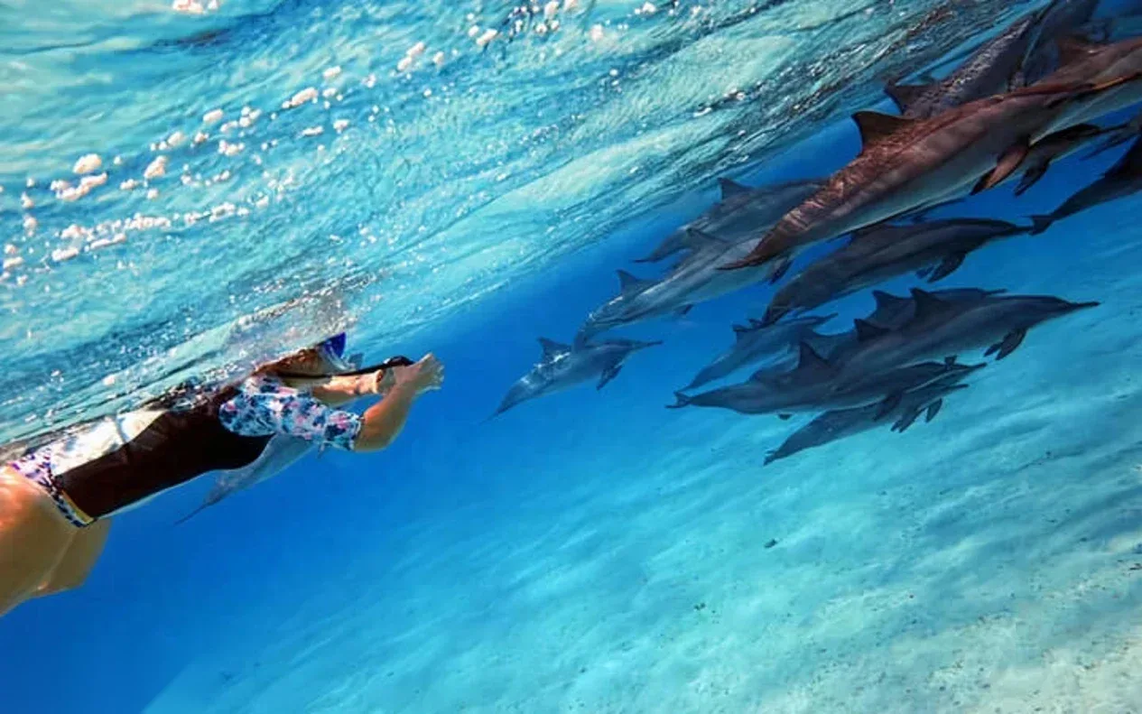Dolphin Snorkeling Excursion in Hurghada — view 4