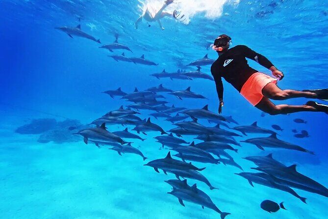 Elphinstone-Riff Schnorcheltrip in Marsa Alam