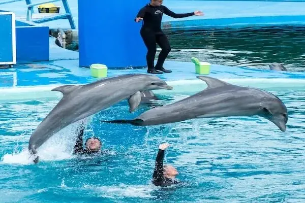 Spectacle de Dauphins en Famille in Hurghada
