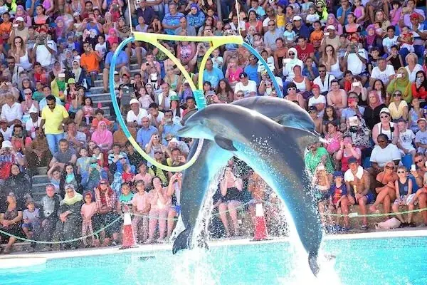 Spectacle de Dauphins en Famille in Hurghada — view 2
