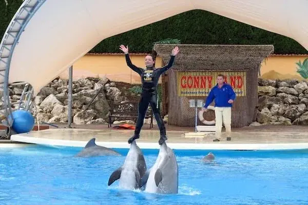 Spectacle de Dauphins en Famille in Hurghada — view 3