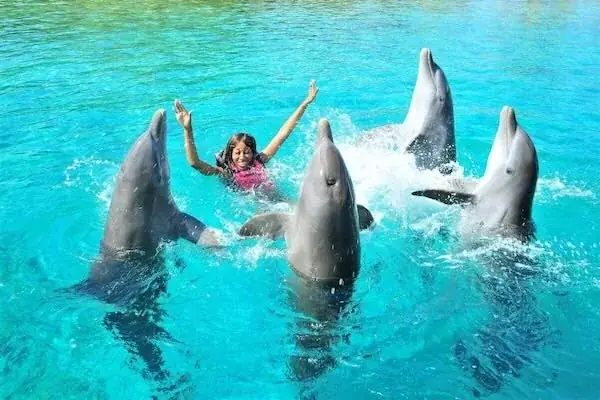 Spectacle de Dauphins en Famille in Hurghada — view 4