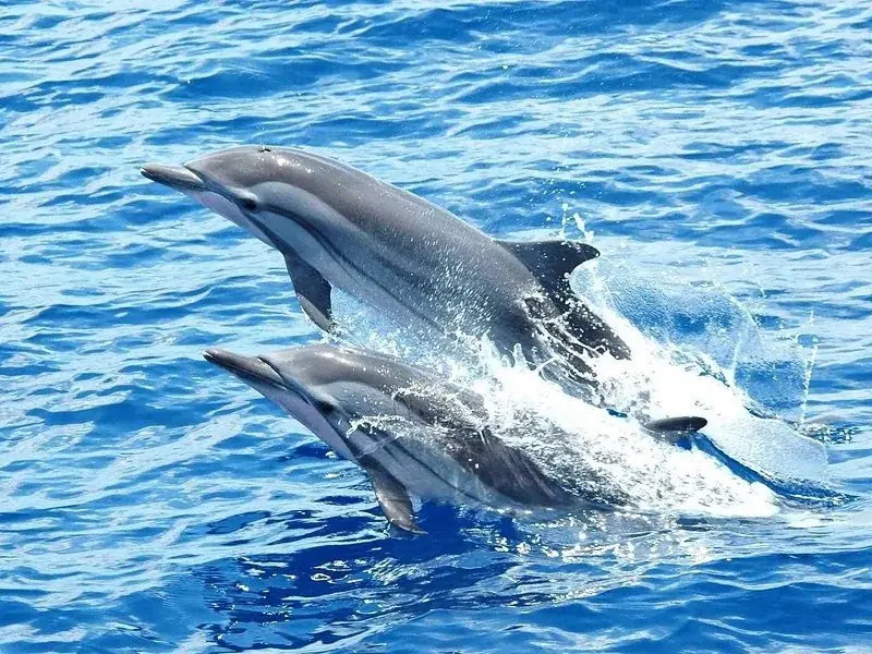 Excursion Familiale avec les Dauphins in Hurghada