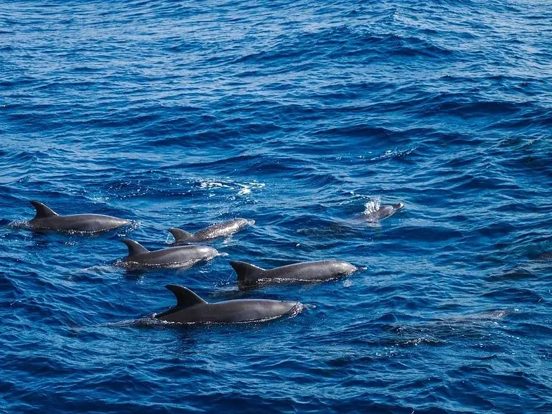 Excursion Familiale avec les Dauphins in Hurghada — view 5
