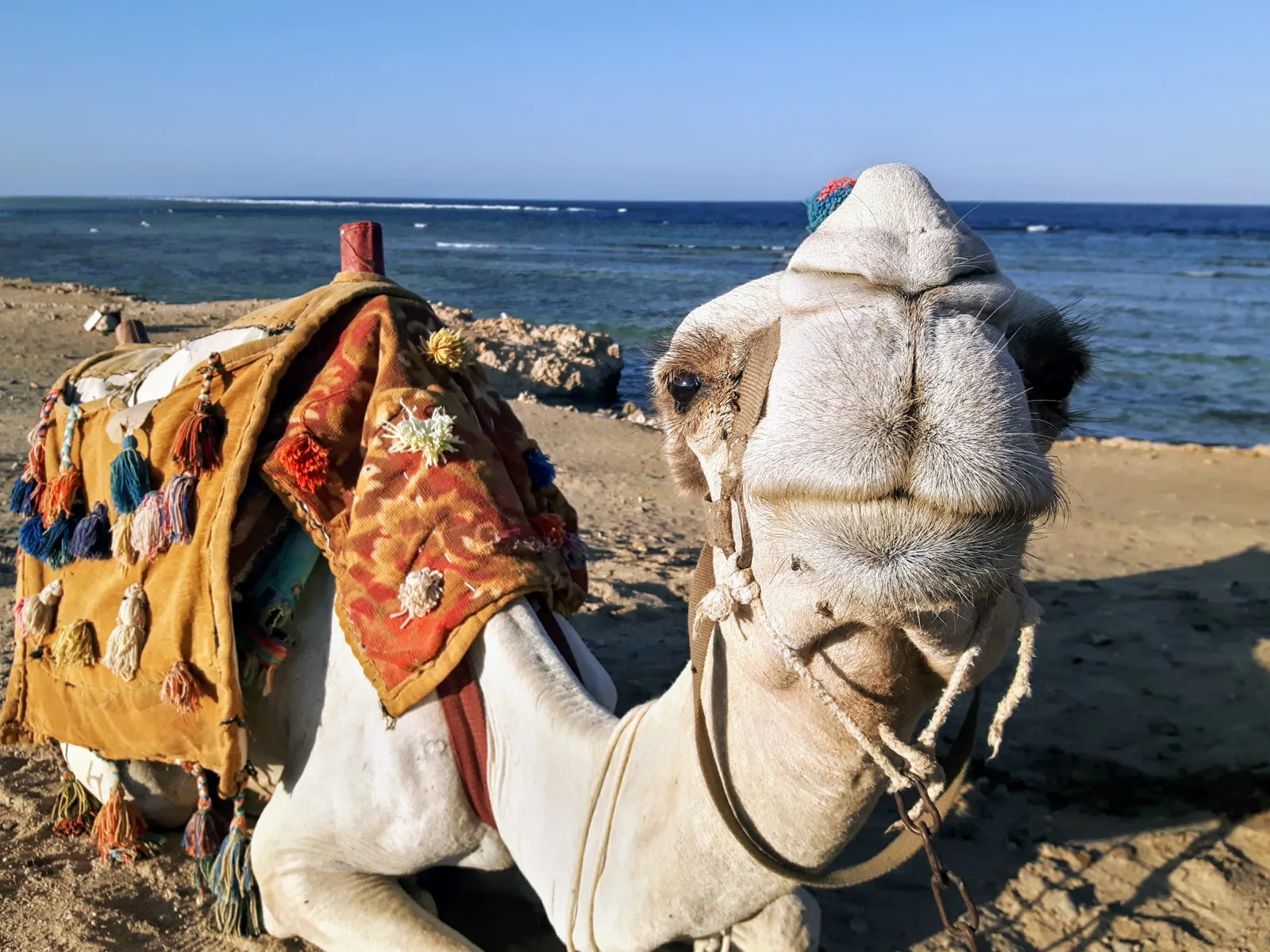 Fanadir & Abu Galawa Reef Snorkeling Trip in Marsa Alam — view 4