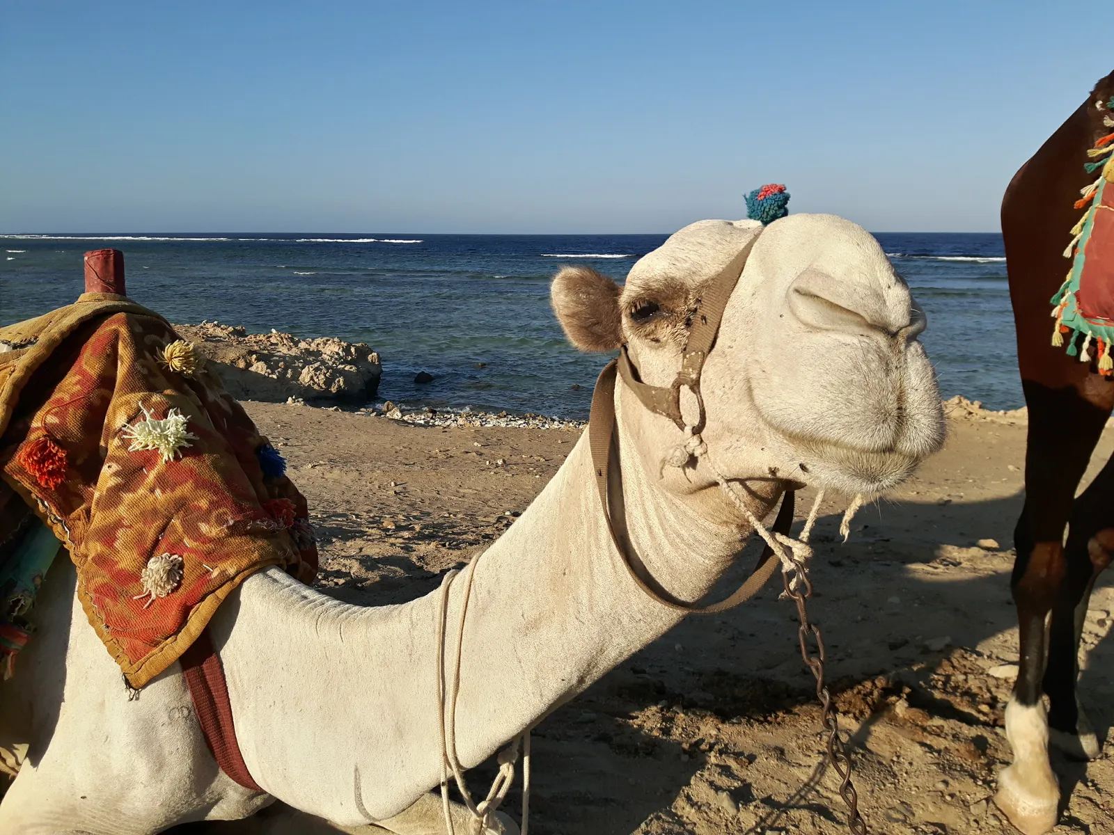 Fanadir & Abu Galawa Reef Snorkeling Trip in Marsa Alam — view 5