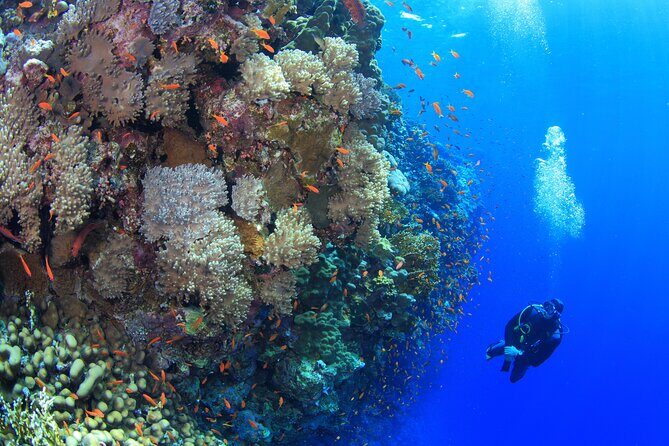 Private Elphinstone Reef Boat Charter in Marsa Alam — view 2