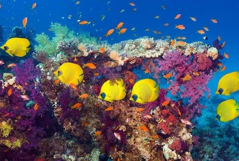 Aventure de Plongée en Mer Rouge in Hurghada — view 4