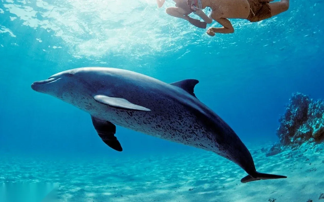 Sataya Dolphin House Snorkeling Cruise in Marsa Alam — view 2