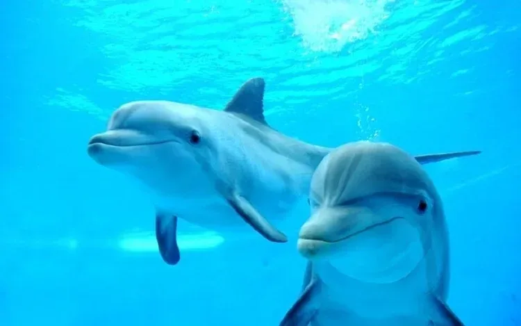 Sataya Dolphin House Snorkeling Cruise in Marsa Alam — view 5