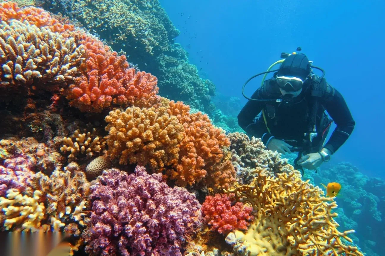 Excursion de Plongée Sous-Marine in Hurghada — view 3