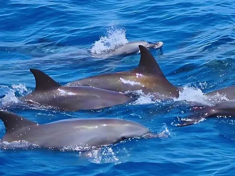 Nager avec les Dauphins in Hurghada — view 3