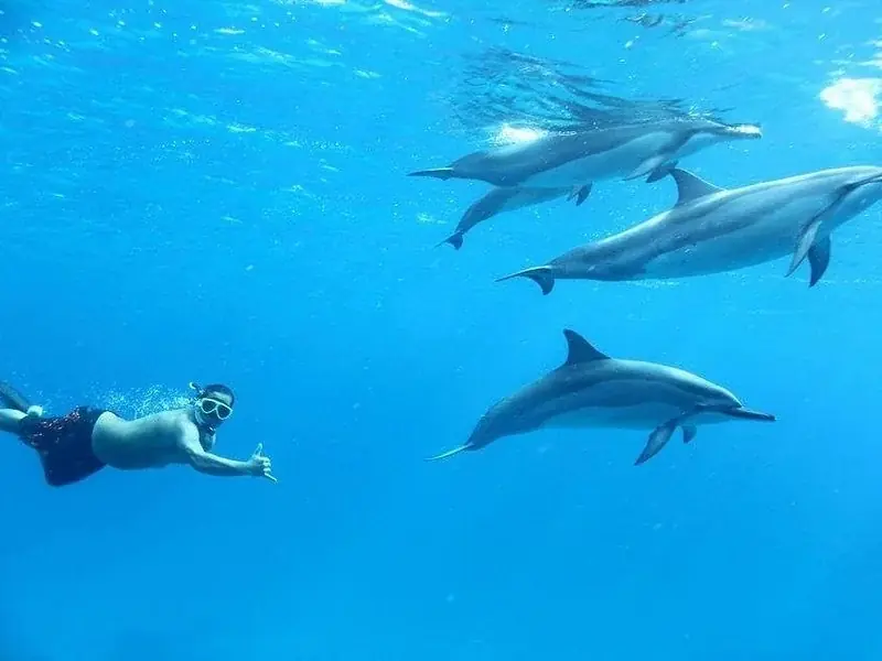 VIP Dolphin House Boat Trip in Hurghada — view 3