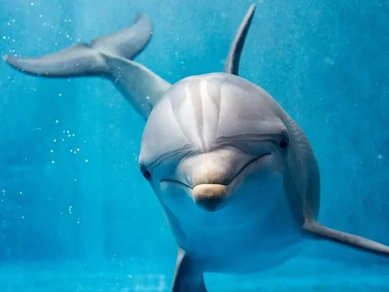 VIP Dolphin House Boat Trip in Hurghada — view 4
